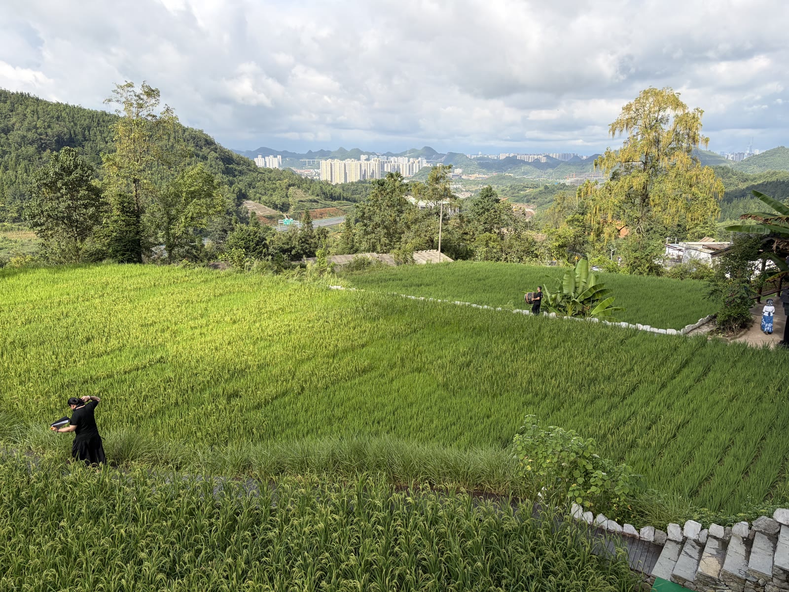 Terraced rice paddies at the Museum of Handcrafted Memory, with Guiyang's skyline in the distance